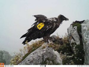 El Parque del Alto Tajo trabaja para convertirse en ‘casa-nido’ del quebrantahuesos