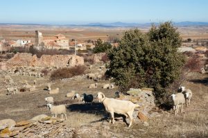 No solo agricultura y ganadería