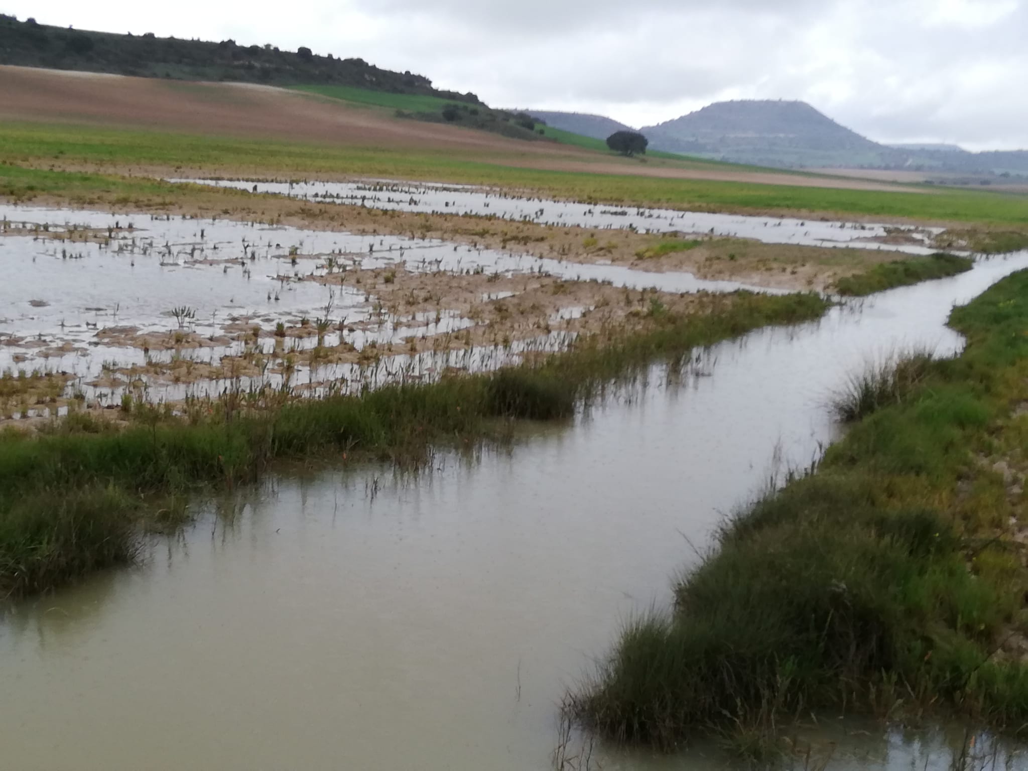 Los agricultores reclaman soluciones a las confederaciones ante la falta de limpieza en los cauces que provoca inundaciones de parcelas