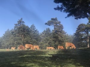 Orea participa en un proyecto innovador para modernizar el sector forestal