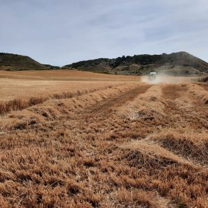 La ola de calor de junio deja una mala cosecha en el Señorío de Molina