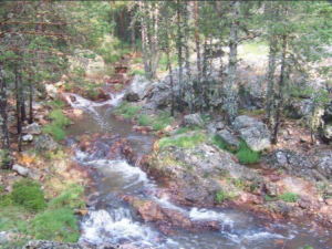 EL BOSQUE DE LA ABUNDANCIA DE OREA, RECOJE EL PREMIO A BOSQUE DEL AÑO 2023