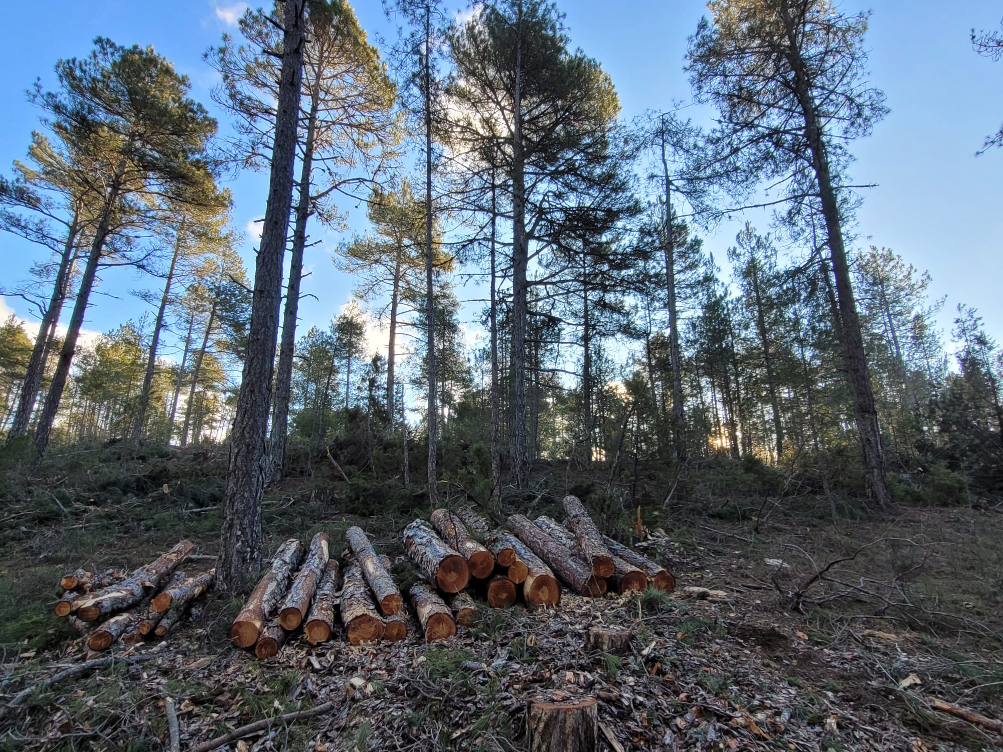 La Mancomunidad del Alto Tajo impulsa el aprovechamiento de madera en los montes públicos